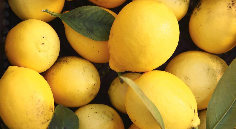 Szép sárga, kellemesen savanyú és a miénk! Megnéztük, hol érik a magyar citrom