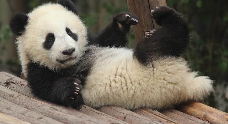 Ez a panda ragaszkodóbb, mint egy eb