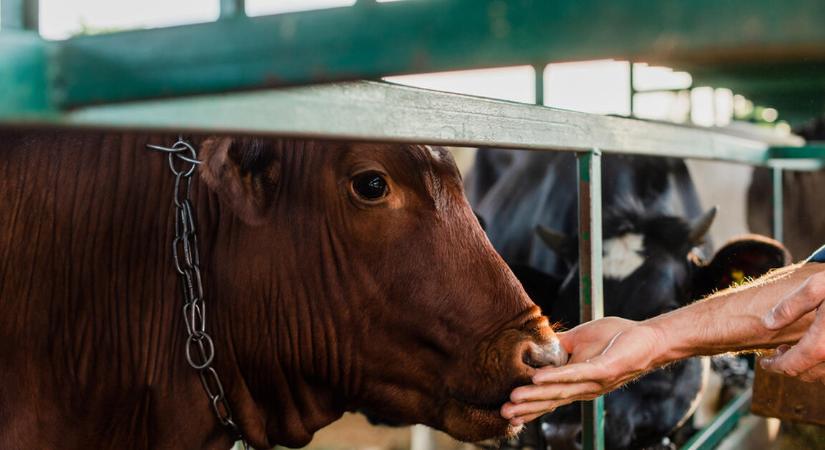 Megjött a segítség: vastagon fizet az állam a gazdálkodóknak