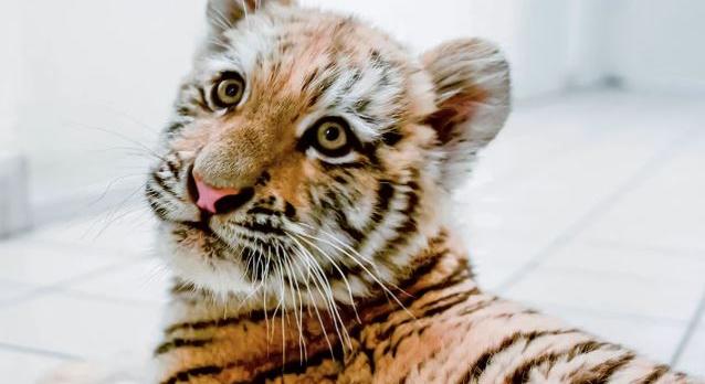 Hétfő délutánig szavazhatsz a drograzzián lefoglalt tigriskölyök nevéről!