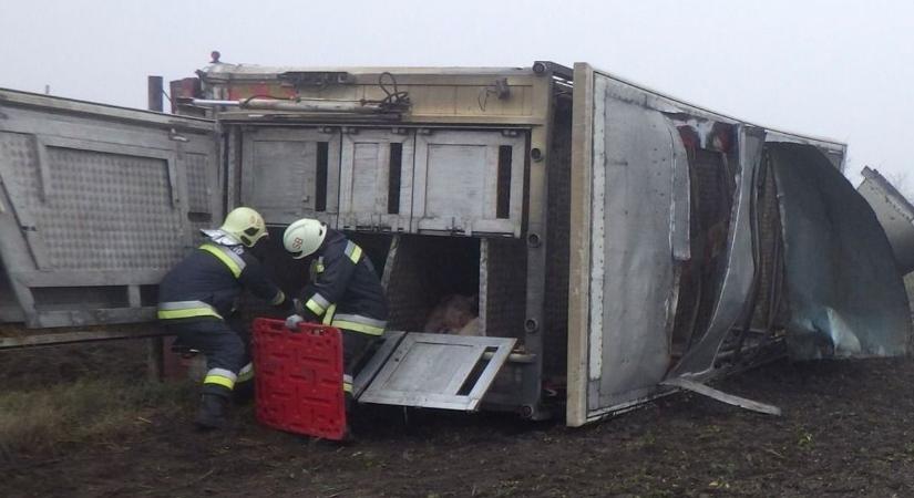 Több tucat malac pusztult el a drámai balesetben – helyszíni fotók