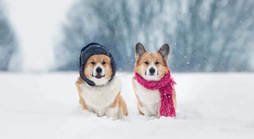 Így óvd kedvenced ízületeit télen!