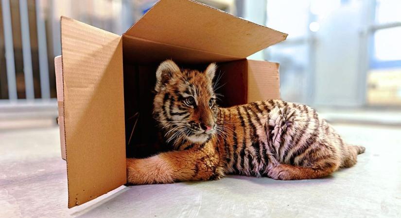 Most már tudjuk, honnan érkezett a kistigris Tiszafüredre