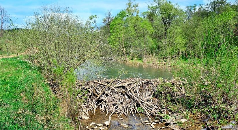 Termőföldek víz alatt – döbbenet, mi áll a háttérben