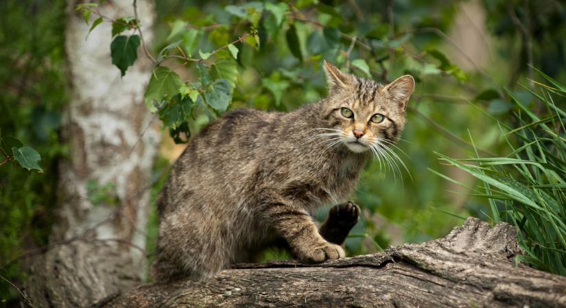 Új-Zélandon 2050-re kiirtják a vadmacskákat