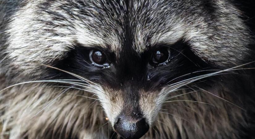 Már három betöréses bűncselekménnyel gyanúsítják az italboltot kifosztó mosómedvét