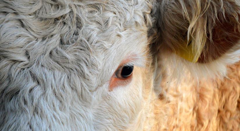 Célzott támogatáshoz jutnak a szarvasmarhatartók