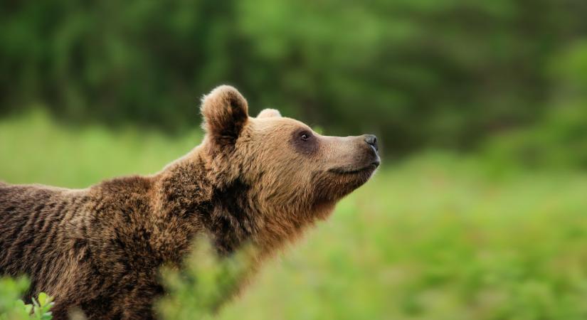 Élesedik a medvehelyzet: már nemzeti cselekvési tervet kellett kidolgozni