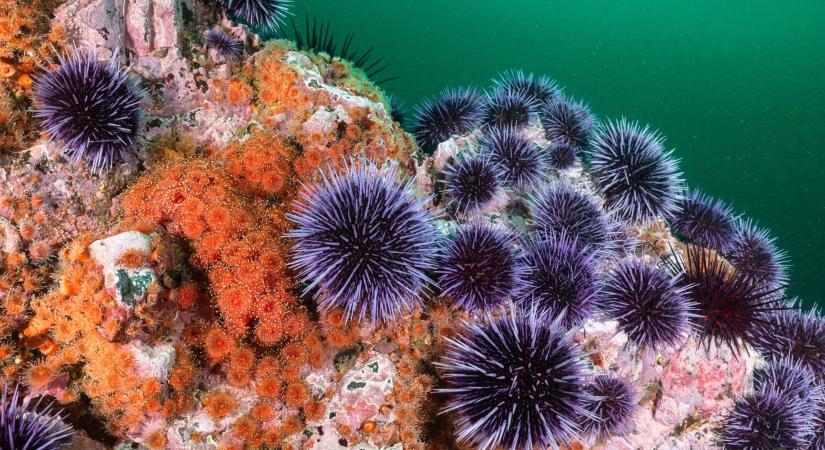 Tengeri snjrvny tarolja le a Kanri-szigetek llomnyt