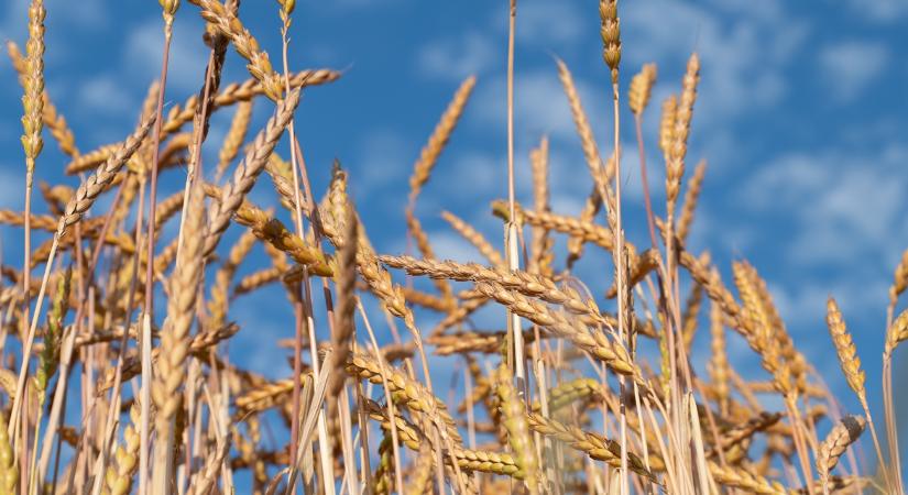 Ősi gabonák újra divatban – világszerte