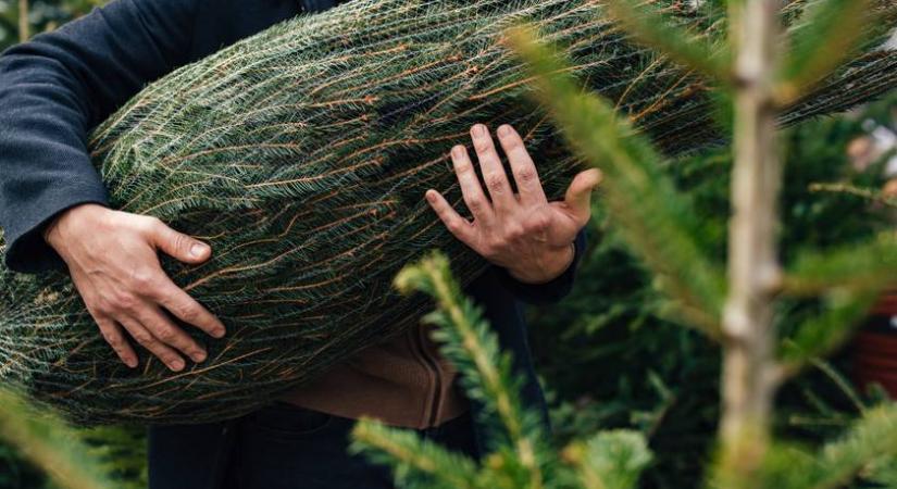 Ilyen fenyőt akar a legtöbb magyar: képes segítség a legnépszerűbb fajtákhoz