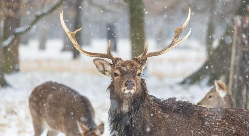 A téli fagyok jótékony hatásai - így lesz a hidegből a legnagyobb szövetséges