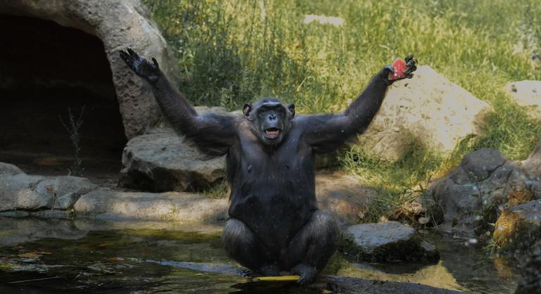 Olyasmi derült ki a csimpánzokról, ami teljesen megdöbbentette a kutatókat