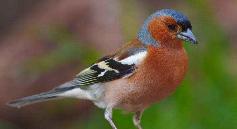 Felismered, melyik téli madár van a képen? Csak az igazán profik tudják a választ a kérdésekre