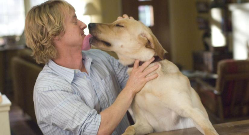 5 jel, hogy a kutyád annyira szeret, amennyire te őt