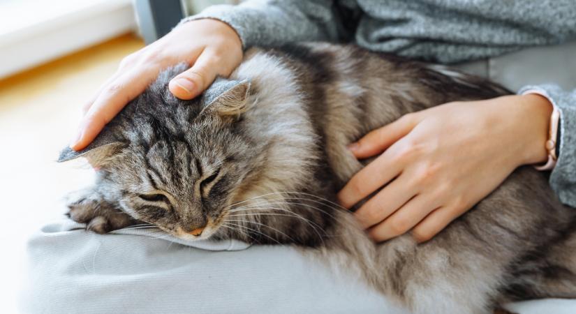 Macska pusztult el madárinfluenzában: ezek a tünetek figyelmeztetnek