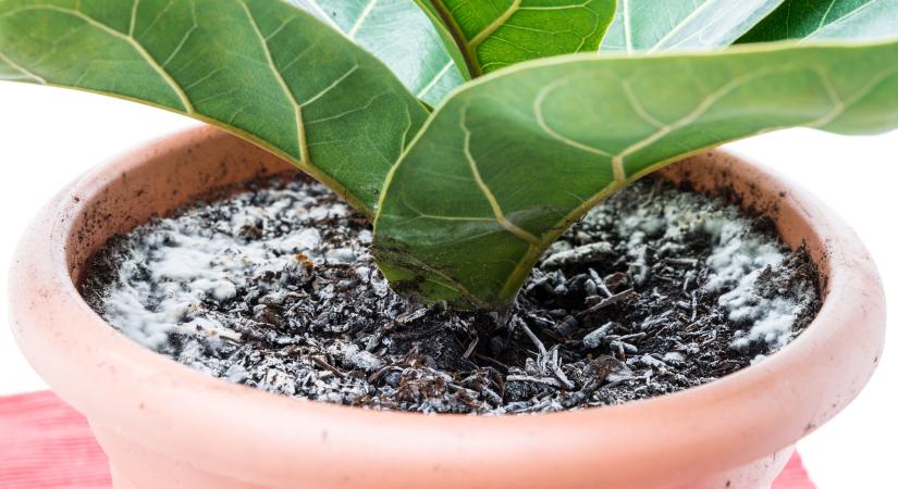 Penészes a virágfölded? Ez a fűszer csodát tesz!