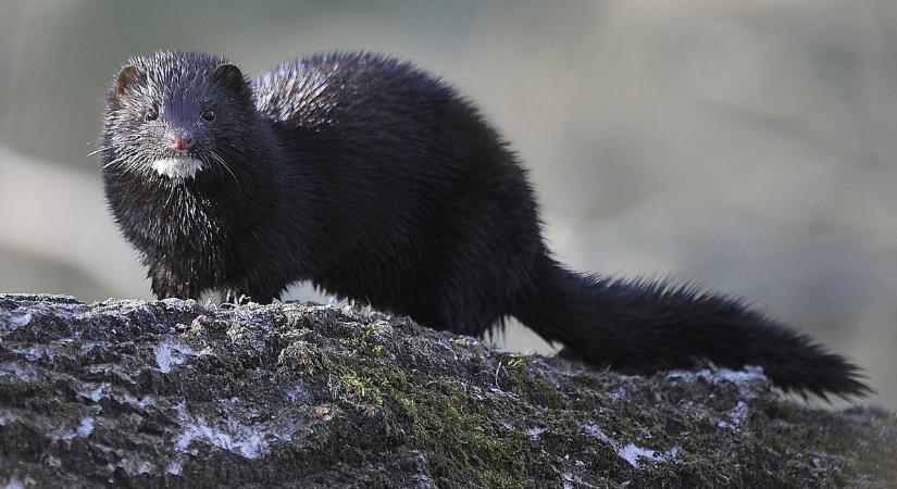 Amerikai nyérc: robbanásszerűen nőtt a számuk Szigetközben