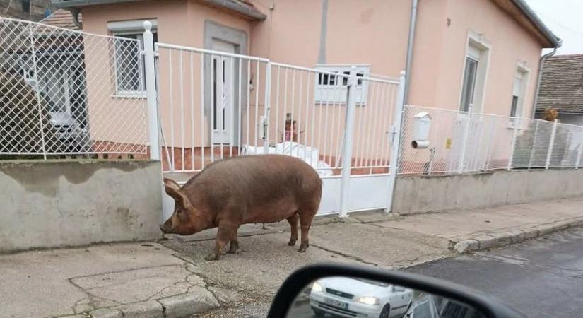 Ez nem semmi! Jól megtermett disznó sétál a városközpontban (fotó)