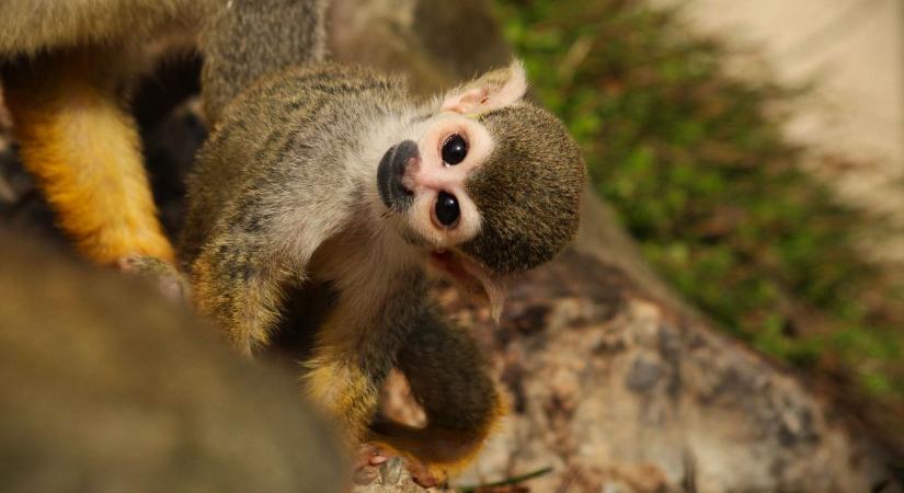 Zöld sikerek éve a PTE-n: ranglistás eredmény és példamutató hallgatói környezetvédelmi akció