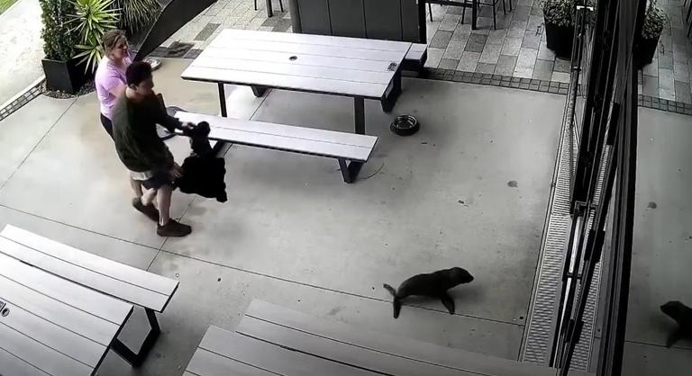 Szökésben lévő fóka rontott be egy kocsmába, a vendégek köpni-nyelni nem tudtak