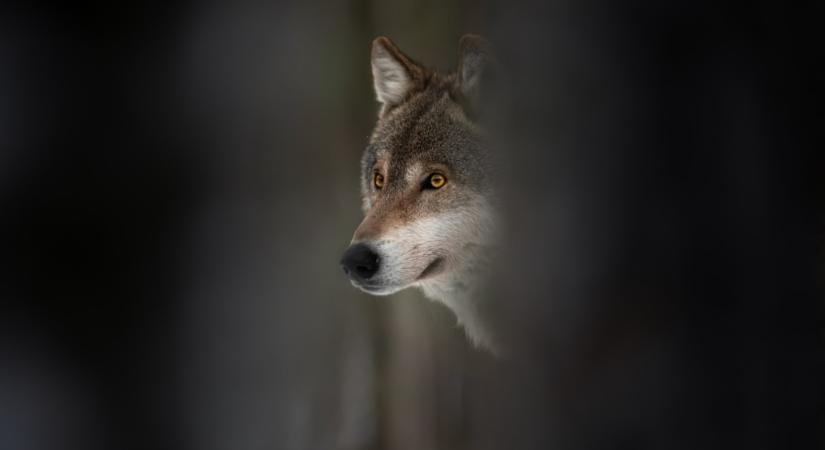 Felhívást adtak ki: bajba kerülhetnek a kutyatulajdonosok, vigyázni kell