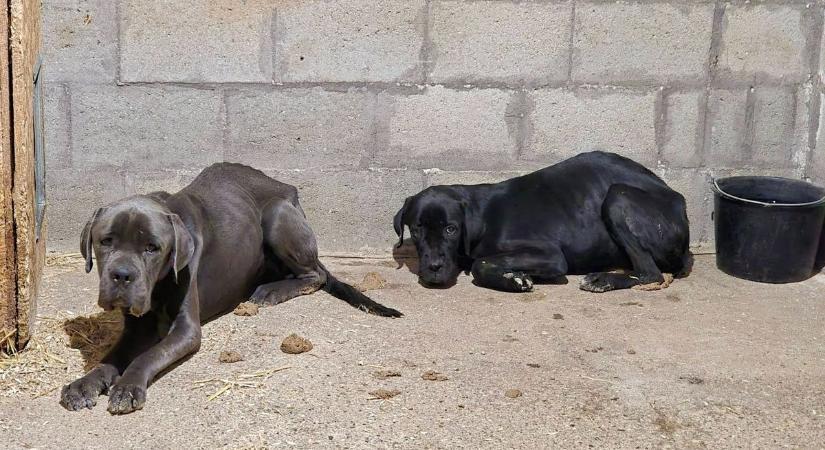 Brutális állapotban tartott kutyák Mogyorósbányán – helyszíni fotókon a drámai mentés
