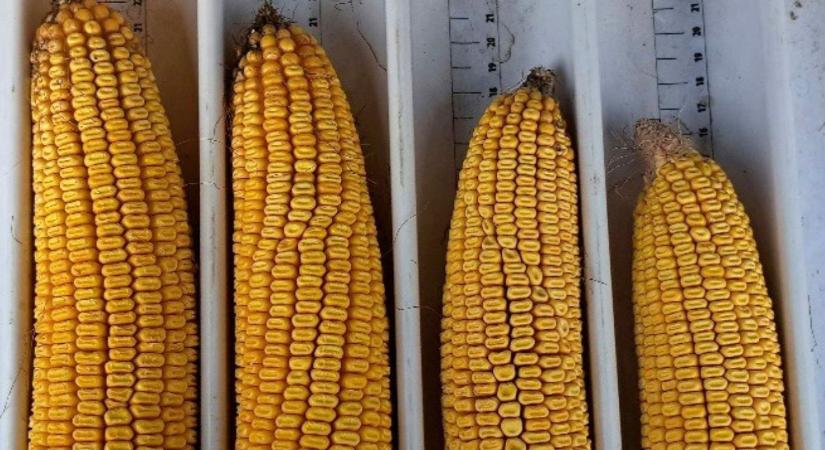 Vízhiány és inputkorlátok? A Syngenta hibridek így reagálnak a kihívásokra