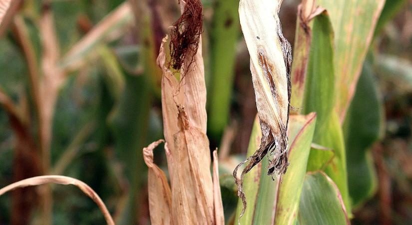 Iszonyú adat borzolja a kedélyeket: vészjósló szárazság közeleg