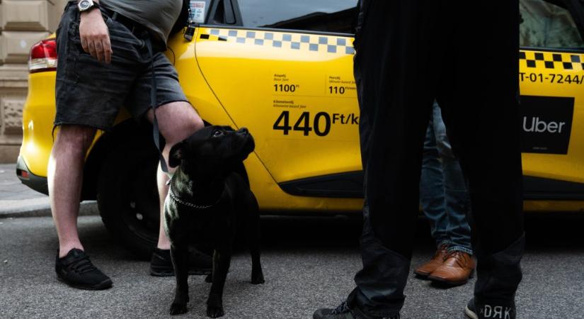 Metál Zoltán: Számos olyan taxis jelent meg a piacon, akiknek nemhogy jogosítványa, általános iskolai végzettsége sincs