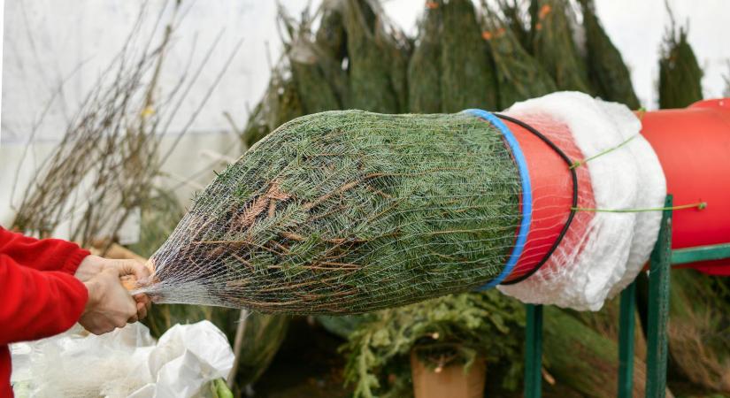 Papp Sándor Zsigmond: Színes fákról álmodom