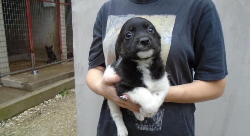 Sok kisállat remél új otthont Baranyában, mégis rengetegen kerülnek utcára az ünnepek után