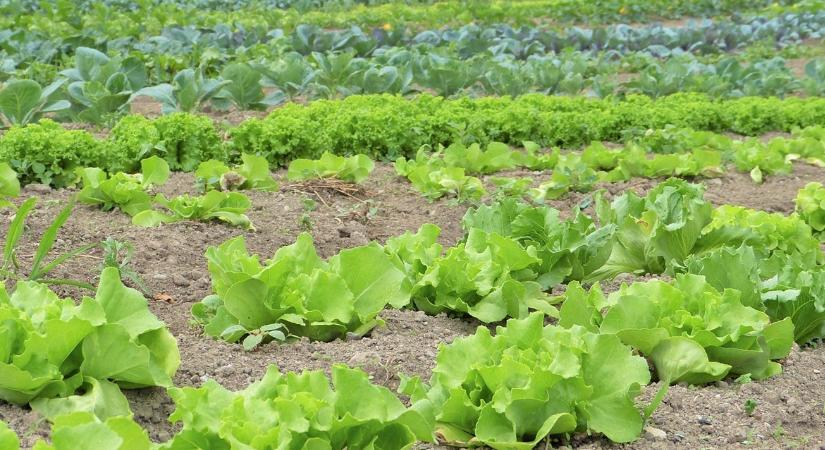 Mi lenne, ha minden gazda lemondana a vegyszerekről?