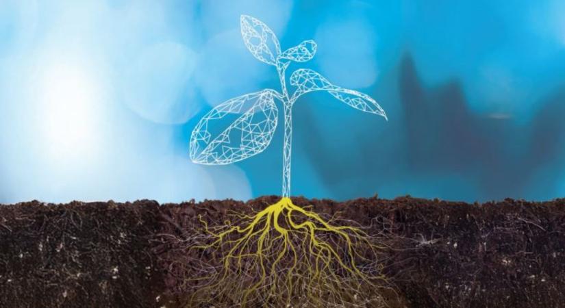 Gyökerektől a szemkitelítődésig – így támogatják a modern technológiák a kukoricát