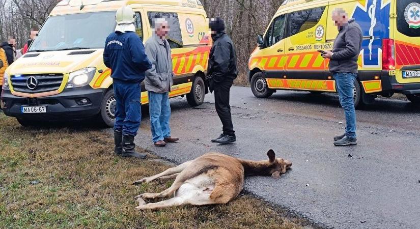 Tömegbaleset a főúton: szarvassal ütközött a szolnoki sofőr, egymást érték a becsapódások