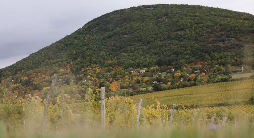 Medvére figyelmeztetnek az egri szőlőben - még a kutya is megtorpant