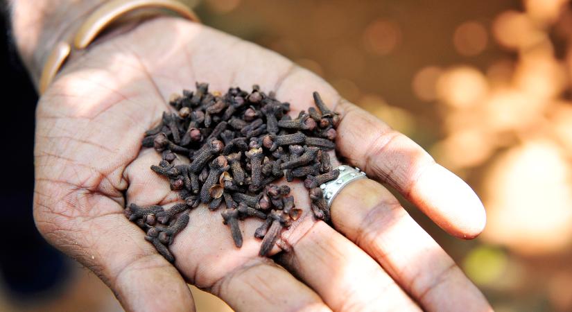 Segíthet a szegfűszeg a fogfájásodon – de vigyázz, csak ha így használod!