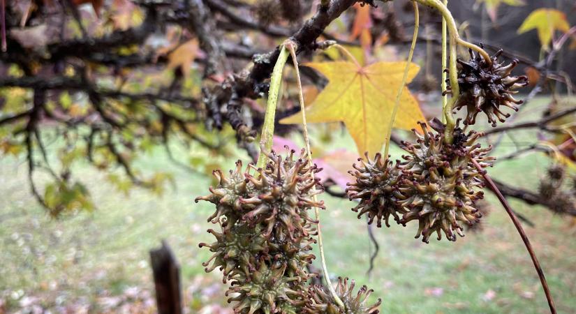 A tarnóci bestia a micéliumerdőben és a Palóc Pompei kőbe vésett üzenetei