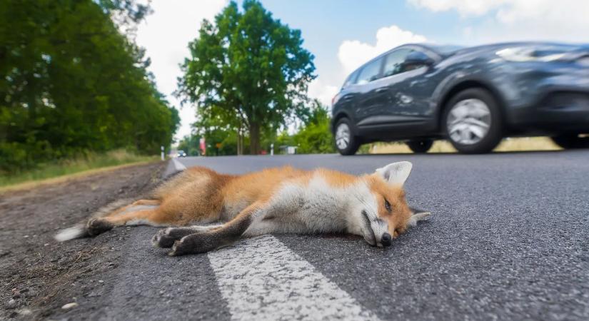 Autósok rémálma a vadgázolás – Zalában már tesztelik a megoldást