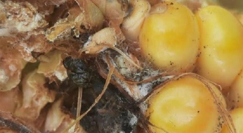 Célzott védelem kukoricában és gyümölcsösben: itt a MIMIC