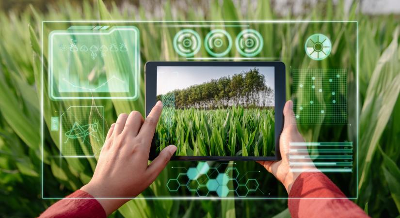 Kisparcellás hibridkukorica-kísérletek betakarítási eredményei – a 2025. Top20