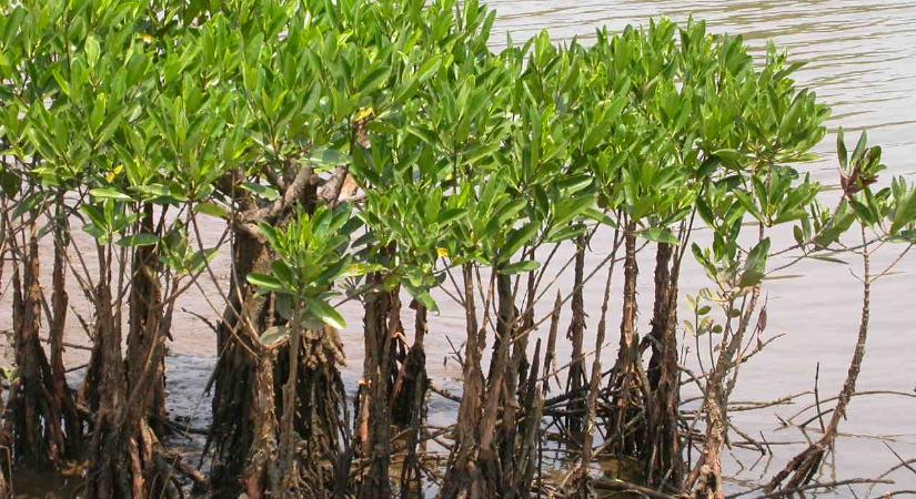 Veszélyben vannak a mangrove erdők