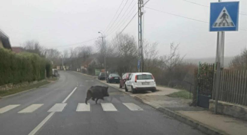 Átsétált a zebrán a balatoni vaddisznó – fotó