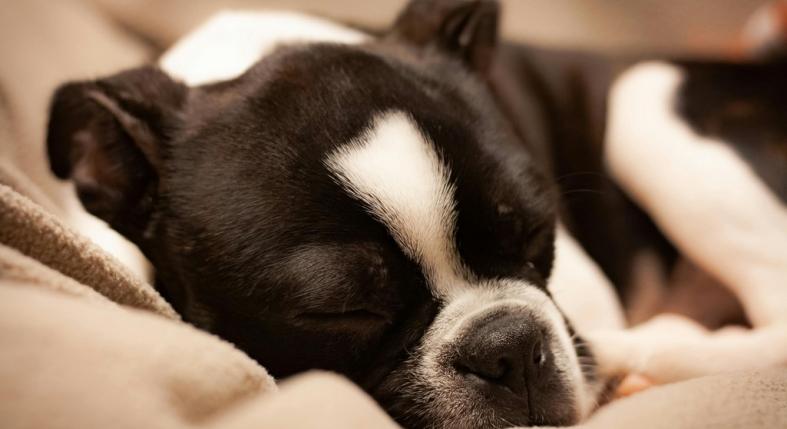 Ebből tudhatod, hogy a kutyádnak egyedüllétre van szüksége – nem mindig a közelség segít