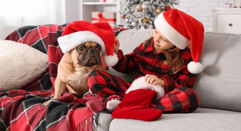 Félmilliós bírságot kaphat a gazdi, ha utcára dobja kedvencét az ünnepek után