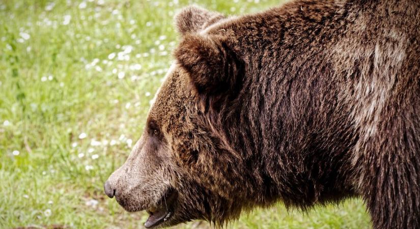Megtámadott és az erdőbe vonszolt egy 26 éves férfit a medve