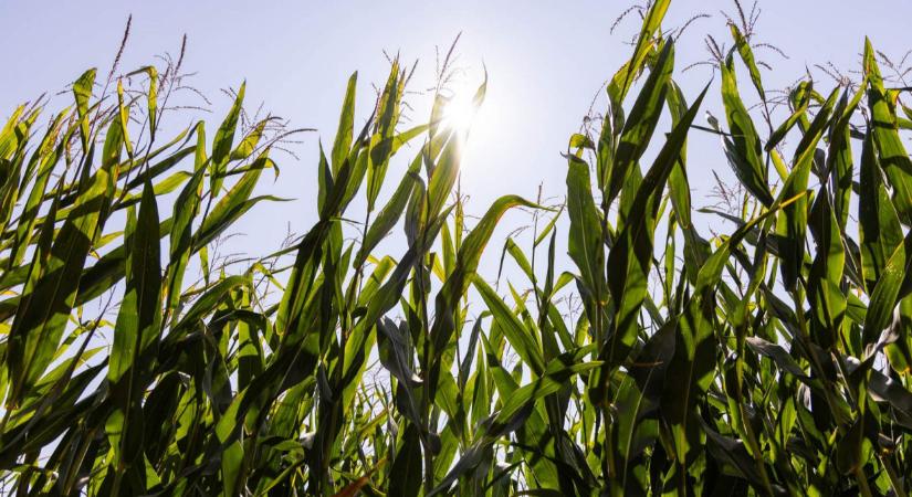 Stabil termés, kiemelkedő hozamok a Syngenta kukorica hibridjeivel