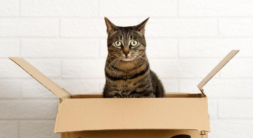 Bárcsak minden futár ilyen lenne, mint ő – megőrül érte az internet