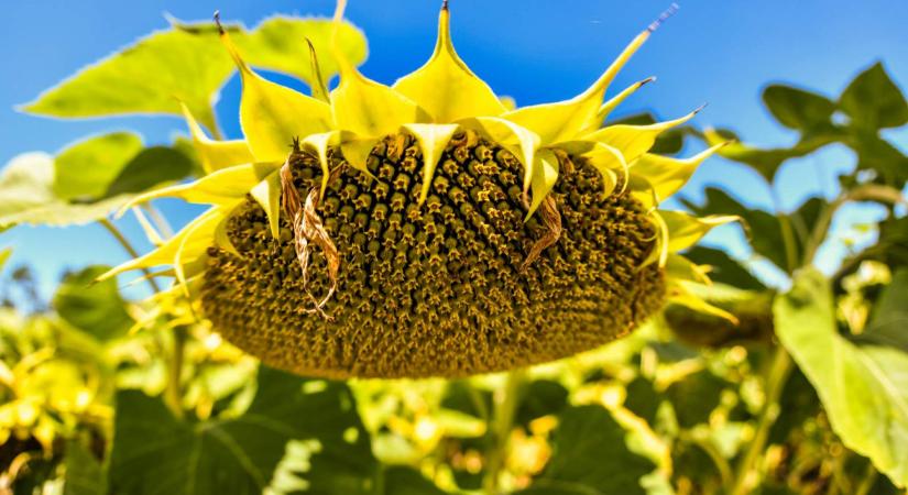 A napraforgó tápanyag dinamikája, avagy az intenzív tápanyagfelvételi időszakoknak megfelelő tápanyag kijuttatás legfontosabb tudnivalói
