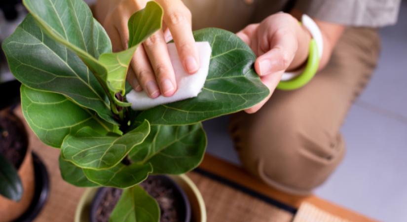 6 bevált tipp a szobanövények takarítására